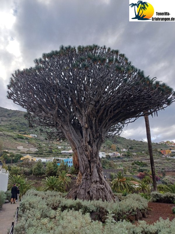 Drago Milenario Drachenbaum - Der tausendjährige Drachenbaum in Icod de los Vinos, Teneriffa - Geschichte, Legenden und Tipps für deinen Besuch! 16 Teneriffa - Icod de los Vinos - drago milenario Drachenbaum - Teneriffa Erfahrungen