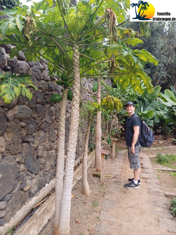 Drago Milenario Drachenbaum - Der tausendjährige Drachenbaum in Icod de los Vinos, Teneriffa - Geschichte, Legenden und Tipps für deinen Besuch! 17 Teneriffa - Icod de los Vinos - drago milenario - Drachenbaum