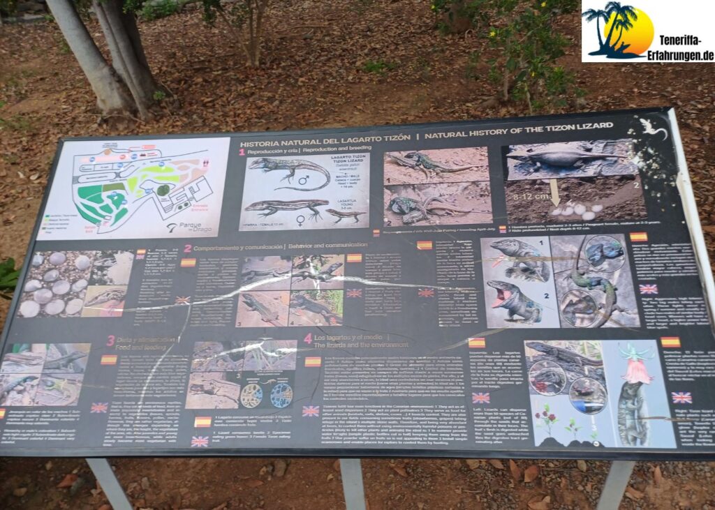 Drago Milenario Drachenbaum - Der tausendjährige Drachenbaum in Icod de los Vinos, Teneriffa - Geschichte, Legenden und Tipps für deinen Besuch! 19 Teneriffa - Icod de los Vinos - drago milenario - Drachenbaum