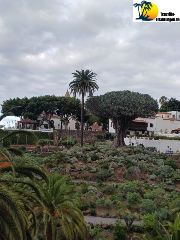 Drago Milenario Drachenbaum - Der tausendjährige Drachenbaum in Icod de los Vinos, Teneriffa - Geschichte, Legenden und Tipps für deinen Besuch! 20 Teneriffa - Icod de los Vinos - drago milenario - Drachenbaum - Teneriffa Erfahrungen