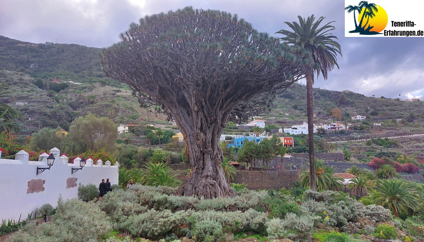 Drago Milenario Drachenbaum - Der tausendjährige Drachenbaum in Icod de los Vinos, Teneriffa - Geschichte, Legenden und Tipps für deinen Besuch!